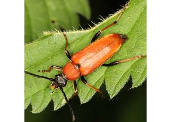 Rothalsbock (Stictoleptura rubra) - © Erwin Holzer
